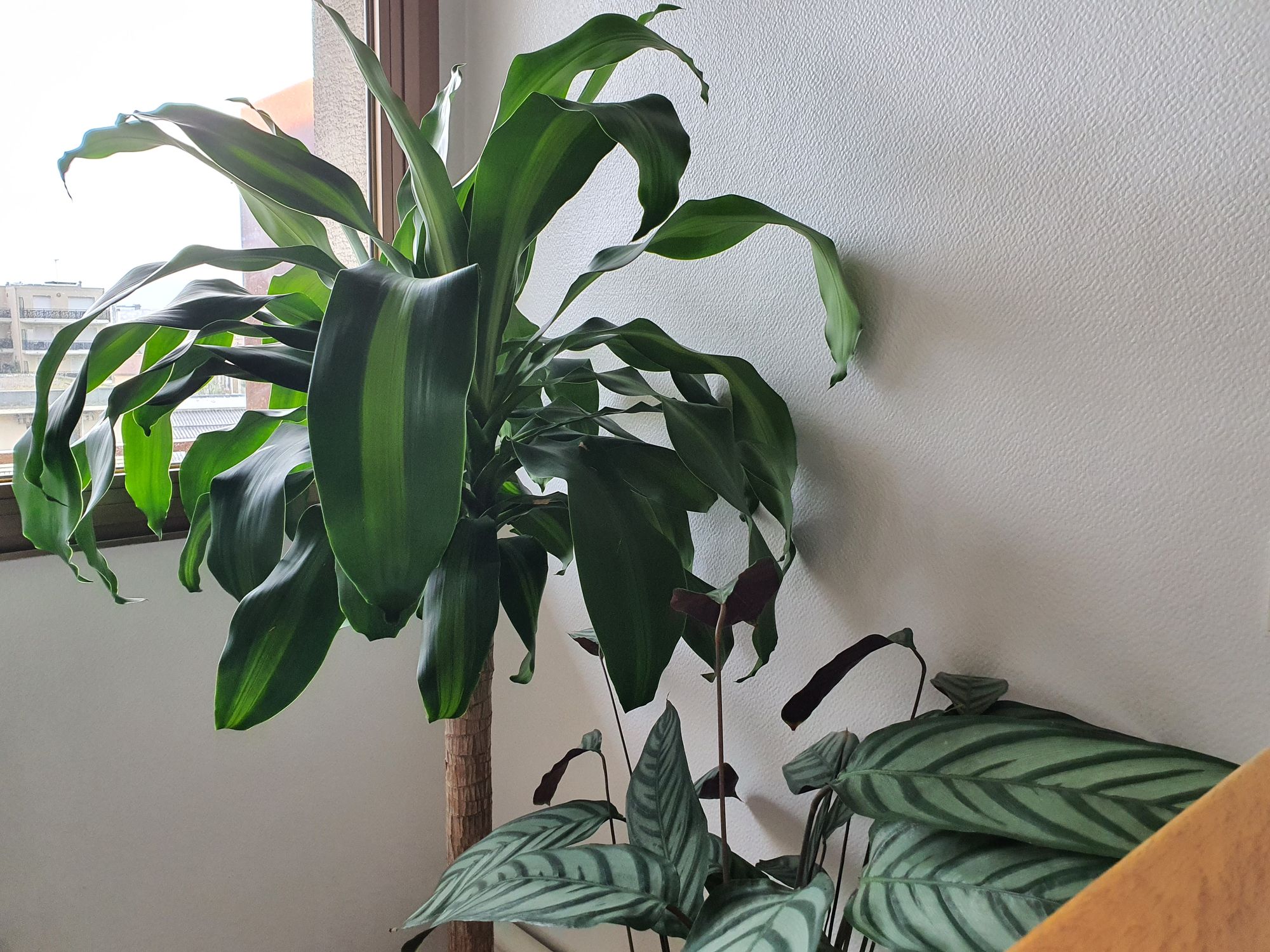 Dracaena et calathéa chez Fassi